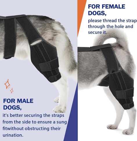 Dog Knee Brace for Torn ACL Hind Leg, Dog Leg Brace for Large and Small Dogs with Hip Dysplasia, CCL, Ligament Injuries or Osteoarthritis, Both Back and Front Legs，X-Large in Saudi Arabia