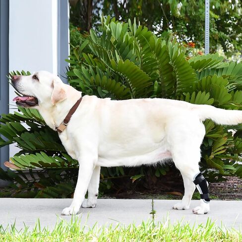 Dog leg Braces for back leg Injuries - Customizable - Lightweight, Secure Dog leg Brace for Sprains, Torn Ligaments, and Post-Op - Promotes Faster Recovery and Reduce Pain (Small, Right) in Saudi Arabia