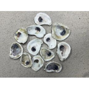 2-3" Oyster Shells (12 pcs)