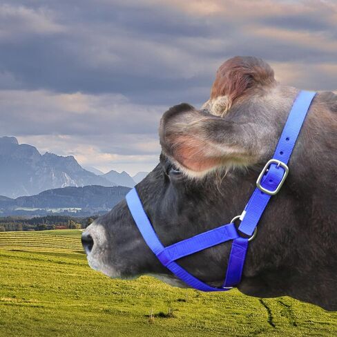 Cow Halter,Adjustable Calf Reins,Equestrian Products Horse Cage Cover Horse Headstall Cow Cage Cover Cow Headstall Horse Traction Rope Tie Down Strap Adjustable Nylon Bolt Rope for Foals Donkeys Goats in Saudi Arabia