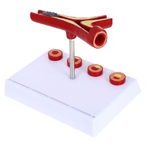 Gatuida Human Blood Vessel Model Vascular Model PVC Tool Human Body Human Cardiovascular Model