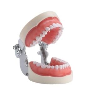 Dental Typodont Teeth Model, with 32 pcs Removable Teeth Compatible with Kilgore Nissin 200 Type for Teaching, Practice and Study