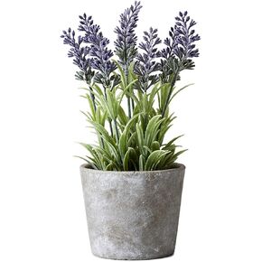 Serene Spaces Living Echeveria Succulent Mix in Bowl, Perfect for Weddings and Home Décor, Real Looking Succulent for Decoration, Measures 10in Diameter x 7in High, Sold Individually