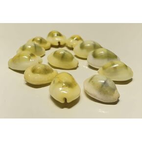 SHIVOHAM Lakshmi Peeli/Yellow Kawri | Kodi Peeli | Cowrie Sea Shell | Kodi Shells for Laxmi Puja, Diwali Puja (Large) (Pack of 21 Pieces) - Pack of 1