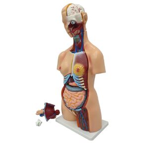Anatomical Human Torso Body Model with 23 Removable Organs Parts 33.5in Life Size with Heart Head Skull Brain Skeleton Model for Teaching