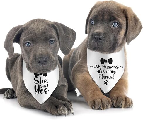 2 Pack Will You Marry My Daddy She Said Yes Dog Bandana Wedding White Dog Bandana Engagement Announcement Pet Scarf Accessories for Dog Lovers Bridal Shower Gift in Saudi Arabia