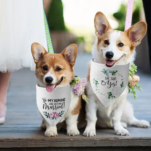 هدايا الخطوبة، YUDANSI Engagement Dog Bandanas 2 Pack، وشاح الحيوانات الأليفة الزفاف، بلدي البشر يتزوجون هدية لمحبي الكلاب، الدعائم الخطوبة لفستان الكلب، كلب صغير متوسط ​​الحجم كبير الحجم in Kuwait
