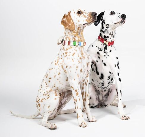 Kate Spade New York طوق كلب لطيف، طوق كلب بإبزيم معدني ذهبي، طوق كلب قابل للتعديل من 8 إلى 12 بوصة للكلاب الإناث أو الذكور، طوق كلب أنيق للكلاب الصغيرة جدًا (قماش قطني بحري) in Saudi Arabia
