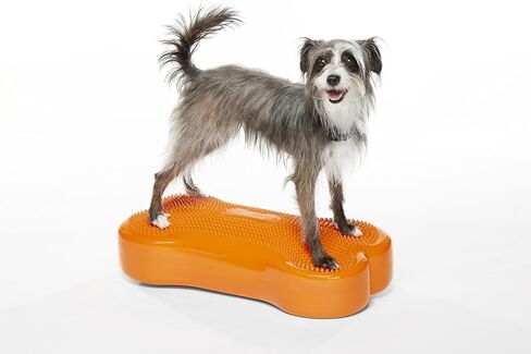 FitPaws® K9FITbone® - عادي، أكوا | منصة تدريب توازن الكلاب ومعدات التمرين | أداة تجريب للقوة والأساسية والاستقرار in Saudi Arabia