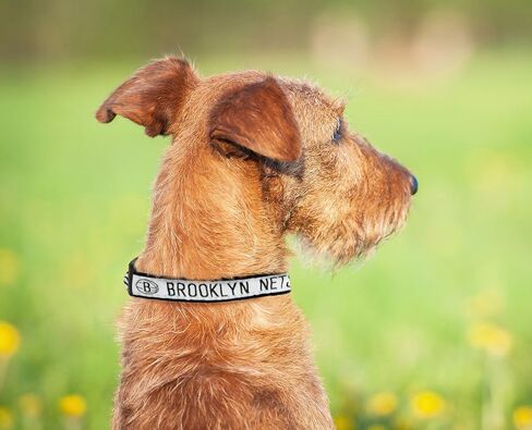 NBA PET Collar Boston Celtics Dog Collar, Size Medium Basketball Team Collar for Dogs & Cats. A Shiny & Colorful Dog & Cat Collar Licensed by The NBA in Saudi Arabia