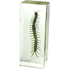 REALBUG Centipede Paperweight (1 5/8 x 4 3/8 x 1 1/8")
