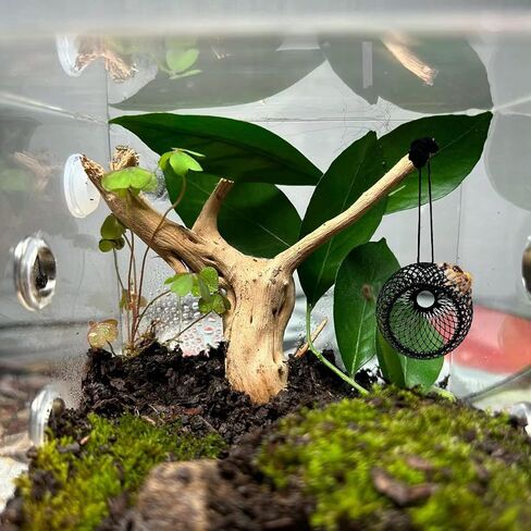 2PCS Jumping Spider Hide Jumping Spider Enclosure Accessories Pet Spider Hideout Enclosure Accessories (Not Included The jumping Spider Terrarium) in Saudi Arabia