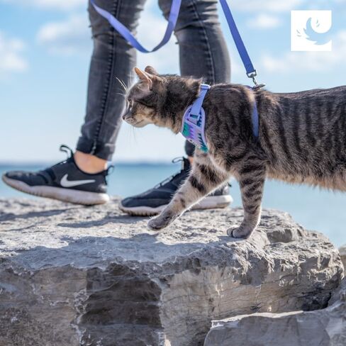 RC Pets Adventure Kitty Cat Harness, Large, Maldives in Saudi Arabia