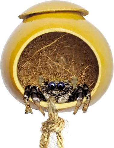Jumping Spider hide, Natural Gourd Jumping Spider Habitat with Suction Cup, Handmade Spider Enclosure Accessories, Tarantula Enclosure, Spider Climbing Toys in Saudi Arabia