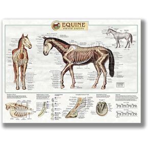 FHMDREUP Anatomy of Horse Posters Horse Knowledge Farm Club School Education Kitchen Home Wall Decoration Gift Unframed 12x16inch