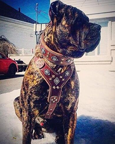 Bestia Aztec Big Dog Leather Harness. 2 Tone Rivet Decorations. Zipper Decoration. Foam and Leather Padding Handmade in Europe. in Saudi Arabia