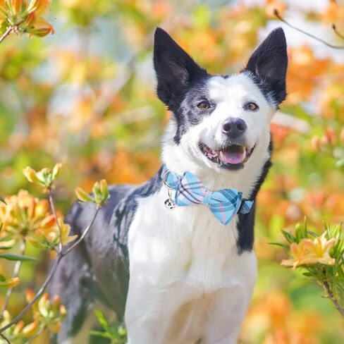 مجموعة مقود طوق طوق للكلاب من BINGPET، سرج للكلاب الصغيرة قابل للتعديل ومضاد للسحب، طقم مقود وحزام كلاسيكي منقوش للكلاب الصغيرة والمتوسطة والكبيرة، سهل المشي والجري (بيج، M) in Kuwait