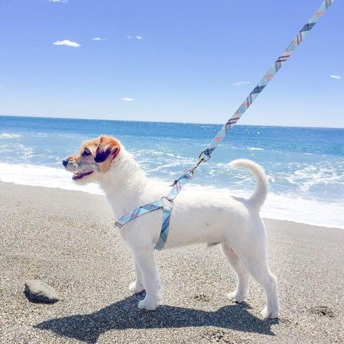 مجموعة مقود طوق طوق للكلاب من BINGPET، سرج للكلاب الصغيرة قابل للتعديل ومضاد للسحب، طقم مقود وحزام كلاسيكي منقوش للكلاب الصغيرة والمتوسطة والكبيرة، سهل المشي والجري (بيج، M) in Kuwait