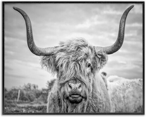 Stupell Industries Black and White Highland Cow Photograph Framed Giclee Art Design By Joe Reynolds, 16.00" x 20.00" in Saudi Arabia