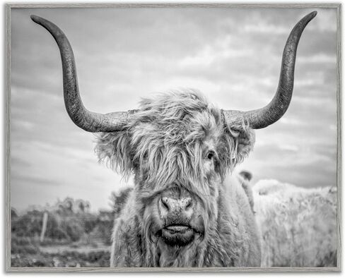 Stupell Industries Black and White Highland Cow Photograph Framed Giclee Art Design By Joe Reynolds, 16.00" x 20.00" in Saudi Arabia