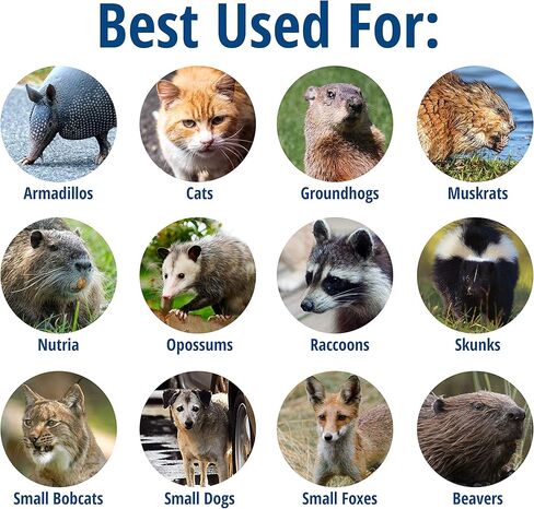 Havahart 1079SR Large 1-Door Humane Catch and Release Live Animal Trap for Raccoons, Cats, Bobcats, Beavers, Small Dogs, Groundhogs, Opossums, Foxes, Armadillos, and Similar-Sized Animals in Kuwait