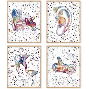 Boat Wades Ear Anatomy Posters - Audiology Specialist Cross Section Clinic Hearing Office Decor Great Gift for Audiologist (8 X 10 Inch, Unframed Set of 4)