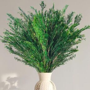 Chrismas Greenery Stems Melaleuca bracteata, 5-6oz Lenght 17.5" Dried Greenery Evergreen Preserved Pine Branch,Dried Flower for Vase, Natural Outdoor Decor for Chrismas Home Bedroom