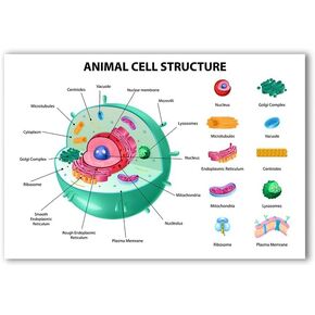 Animal Cell Structure Poster - Science Biology Anatomy Educational Poster - 12 x 18 Inch Premium Gloss Poster - For Classrooms Dorms And Home Decor - Made in USA - FHJP0520