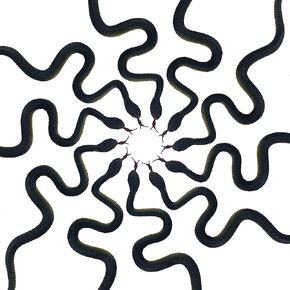 Fake Snake Toy Rubber Realistic Snake Toy 10 PCS Lifelike Snake Toy Gag Gift for Halloween, April Fool’s Day Party Decoration in Kuwait