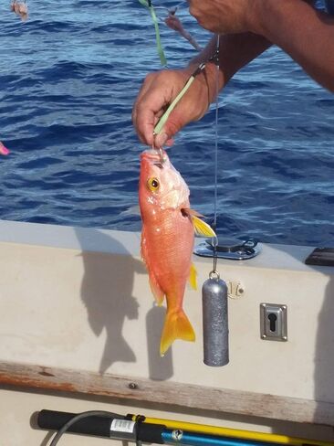 Deep Drop 6/0 Snapper Rig Bundle - 3 Rigs, 2 Deep Drop Lights, 2 Deep Drop Weights in Kuwait