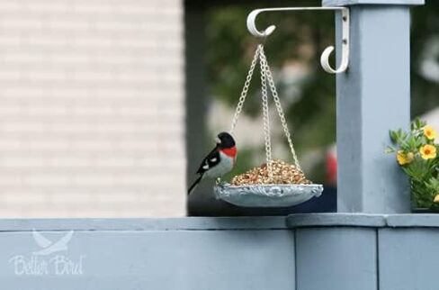 Better Bird Beautiful Bird Food, 17 Lb in Saudi Arabia
