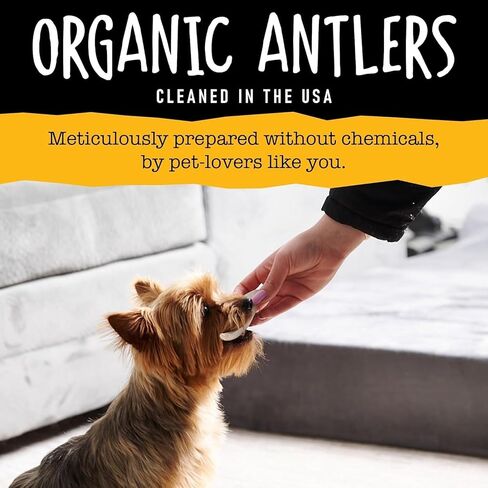 Snatchers Split Elk Antlers for Dogs – Long Lasting Dog Chews and Dog Toys for Aggressive Chewers, Naturally Shed Deer Antlers for Dogs Processed in The USA, No Additives (Medium, 1 Count) in Saudi Arabia