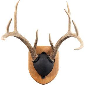 Antler Display Mounting Kit in Rustic Pine for Mule Deer & Whitetail Deer