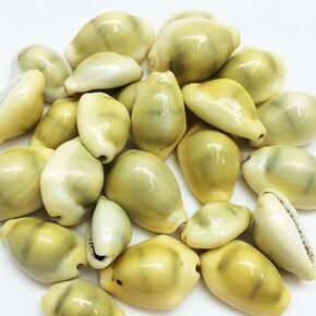 Lakshmi Peeli/Yellow Kawri Kodi Peeli Cowrie Sea Shell | Laxmi and Diwali Pooja Article Kaudi Shells (Natural Yellow)