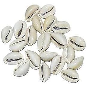 Kaudi Kodi Cowri Dhan Laksmi Kaudi Natural Kaudi Shankh Kaudi Kaudi Jewellery Kaudi Shankh Laxmi Kaudi kauri Kodiya kaudiya Natural White Color Set Of 21, Medium, NK3012230015