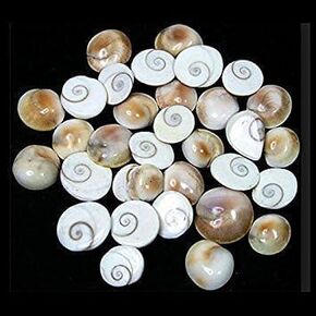 Lakshmi Peeli/Yellow Kawri Kodi Peeli Cowrie Sea Shell | Laxmi and Diwali Pooja Article Kaudi Shells (Natural Yellow)