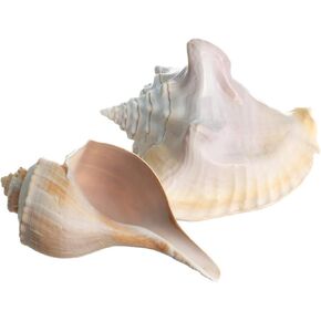 Sea Shells | Milk Conch and Whelk Shell 4" - 5.5" | Large Sea Shells for Display & Decoration | Plus Free Nautical eBook by Joseph Rains