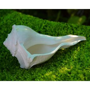 Abhimantrit Dakshinavarti Shankh 6"inch | Non-Blowable Original Right Handed Lakshmi Valampuri Sangu for Diwali Pooja Worship Conch Shell Hindu Religious Gift - Natural Sea Horn Abhishek Shankh Decor
