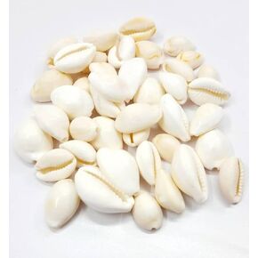 Natural White Kaudi Shells- Safed Kaudi Kauri kawri kaudee Kodi for Laxmi Puja | Diwali Pooja | Decorative Showpiece - Pack of 11 pieces, Brown, RO06/24-05