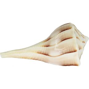 IS4A Certified Natural Large Seashells Dakshinavarti Non Blowble Shankh (Sea Conch Shell) (White with Stand, 5 Inches Approx)