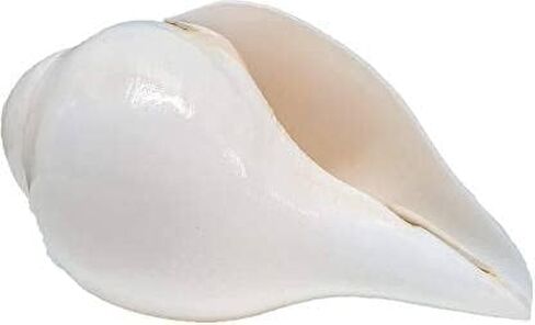 Shankh for Pooja Blowing Shankh Indian Pooja Shankh (White) Medium Size Round in Saudi Arabia