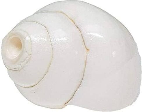 Shankh for Pooja Blowing Shankh Indian Pooja Shankh (White) Medium Size Round in Saudi Arabia