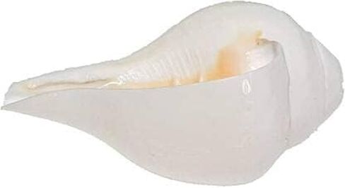 Shankh for Pooja Blowing Shankh Indian Pooja Shankh (White) Medium Size Round in Saudi Arabia