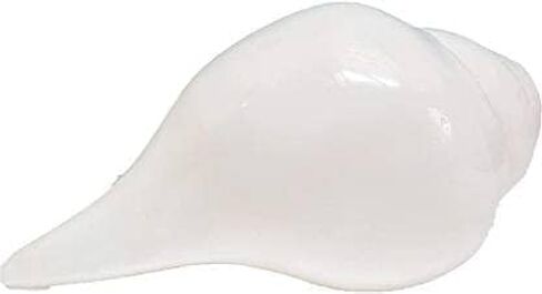 Shankh for Pooja Blowing Shankh Indian Pooja Shankh (White) Medium Size Round in Saudi Arabia