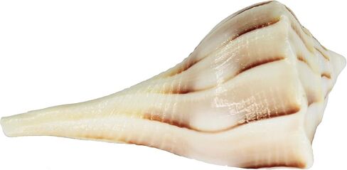 IS4A Certified Natural Large Seashells Dakshinavarti Non Blowble Shankh (Sea Conch Shell) (White with Stand, 5 Inches Approx) in Saudi Arabia
