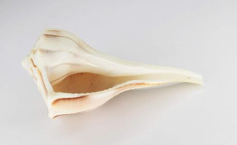 IS4A Certified Natural Large Seashells Dakshinavarti Non Blowble Shankh (Sea Conch Shell) (White with Stand, 5 Inches Approx) in Saudi Arabia