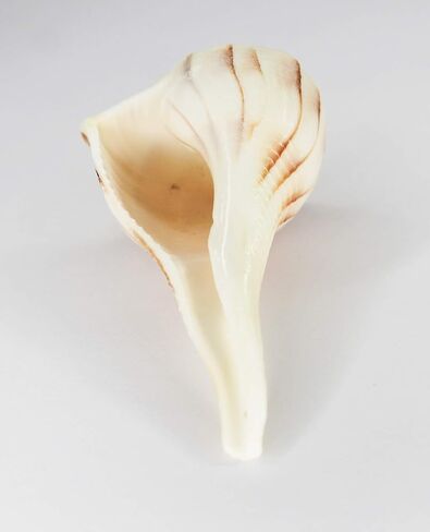 IS4A Certified Natural Large Seashells Dakshinavarti Non Blowble Shankh (Sea Conch Shell) (White with Stand, 5 Inches Approx) in Saudi Arabia
