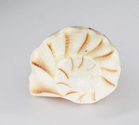 IS4A Certified Natural Large Seashells Dakshinavarti Non Blowble Shankh (Sea Conch Shell) (White with Stand, 5 Inches Approx) in Saudi Arabia