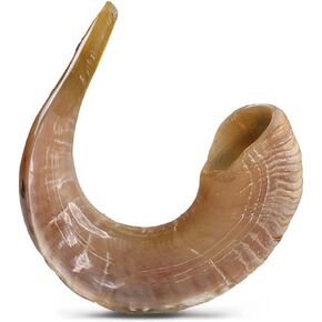 Original Ram Horn Shofar Natural Colors (19,6¨ - 21,6¨)