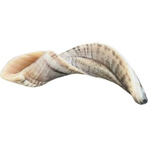12"-14" Ram Shofar Kosher